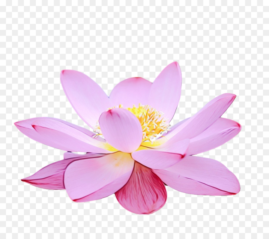 Nilüferler，Lotus PNG