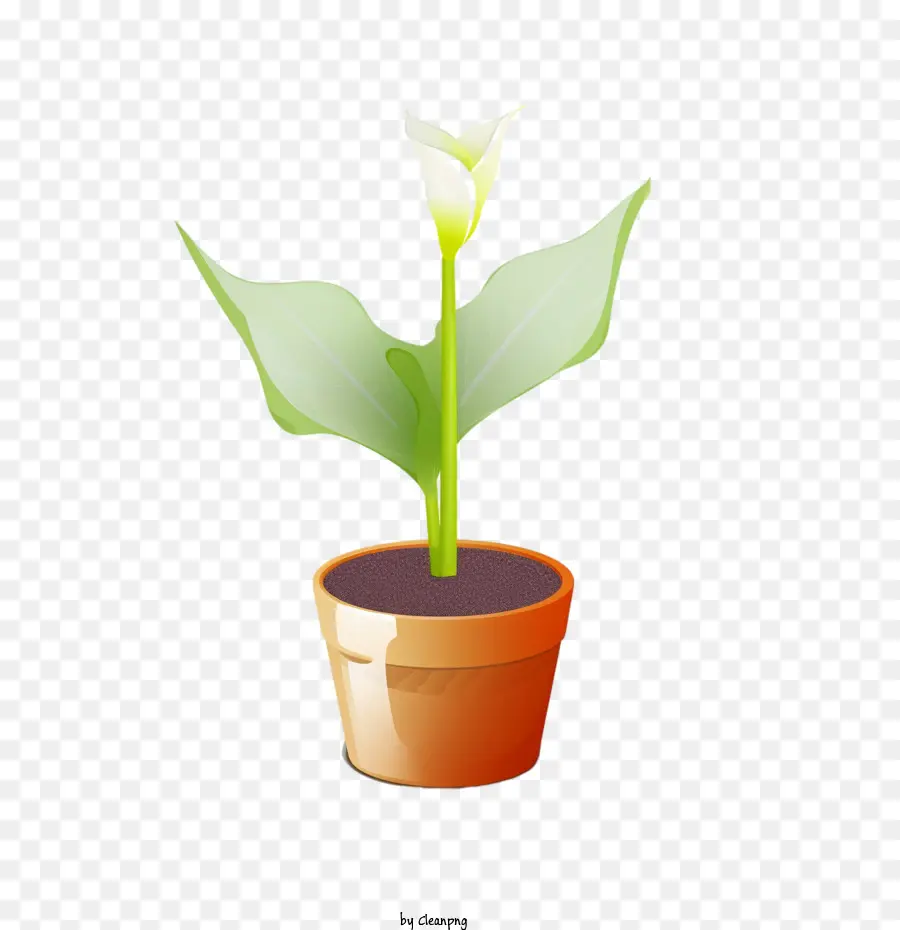 Calla Lily çiçeği，Saksı Bitkisi PNG