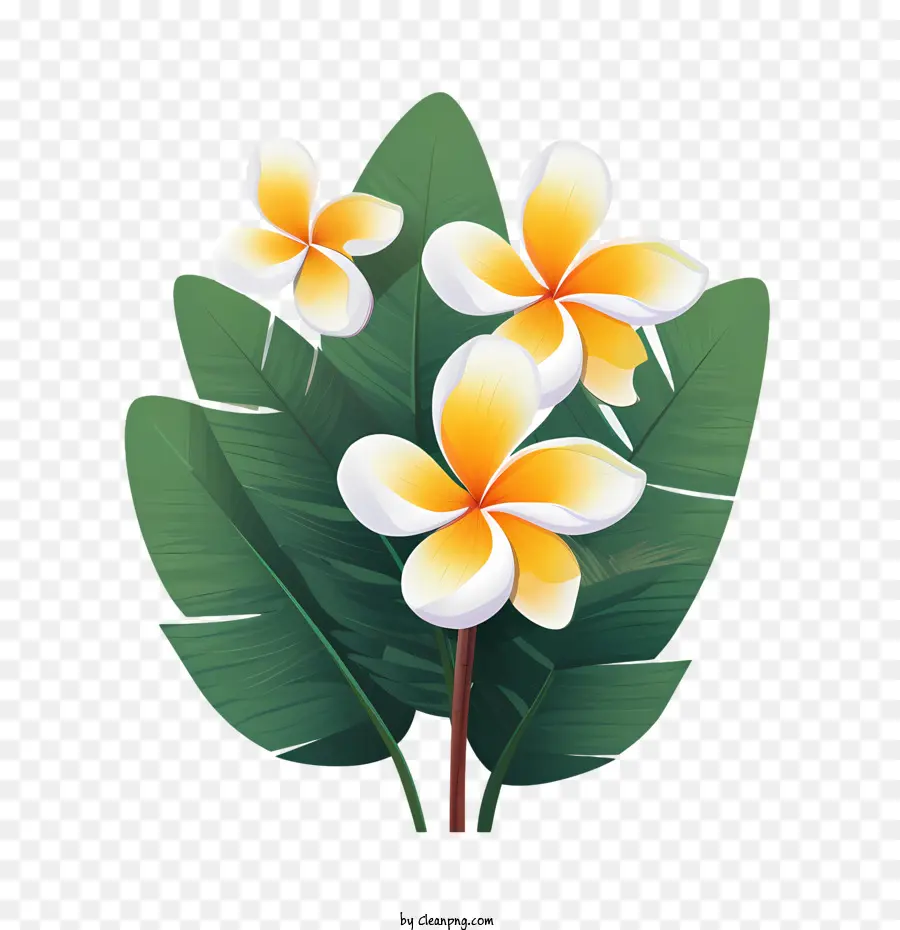 Frangipani Çiçeği，Sarı Çiçekler PNG