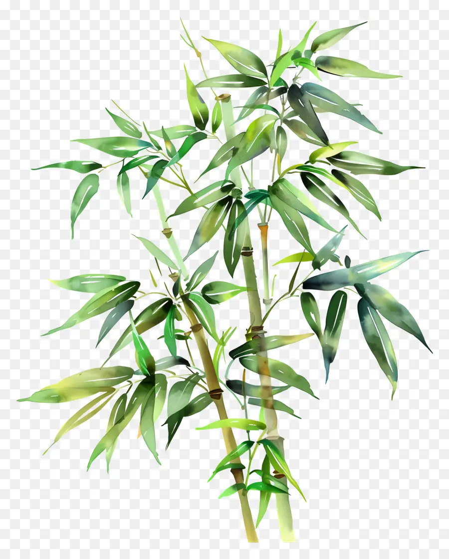 Bambu Bitkisi，Bambu PNG