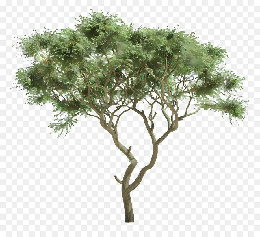 3d Akasya Ağacı，Dracaena Ağacı PNG