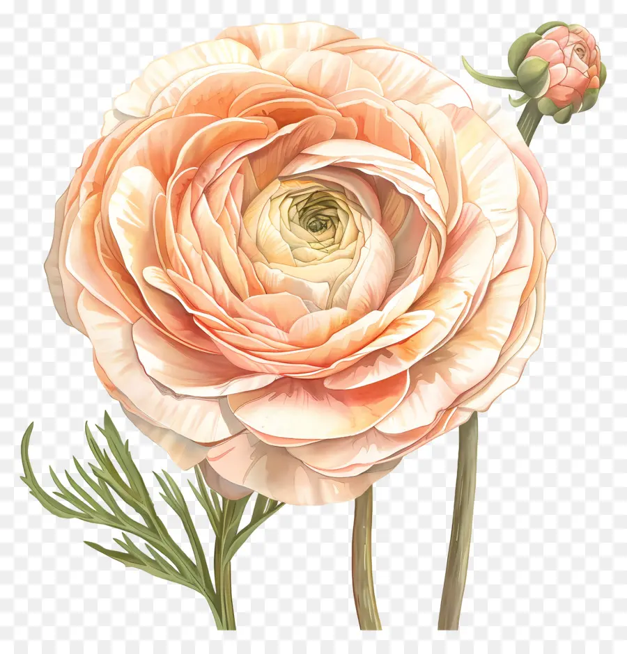 ดอกไม้ Ranunculus，ดอกไม้ PNG