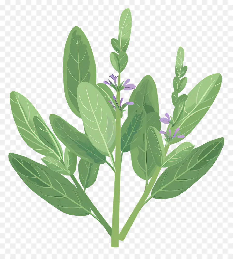 Sage Herbs，พืชสีเขียว PNG