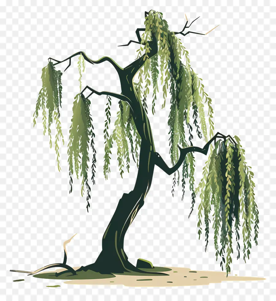 Weeping Willow，ต้นวิลโลว์ PNG