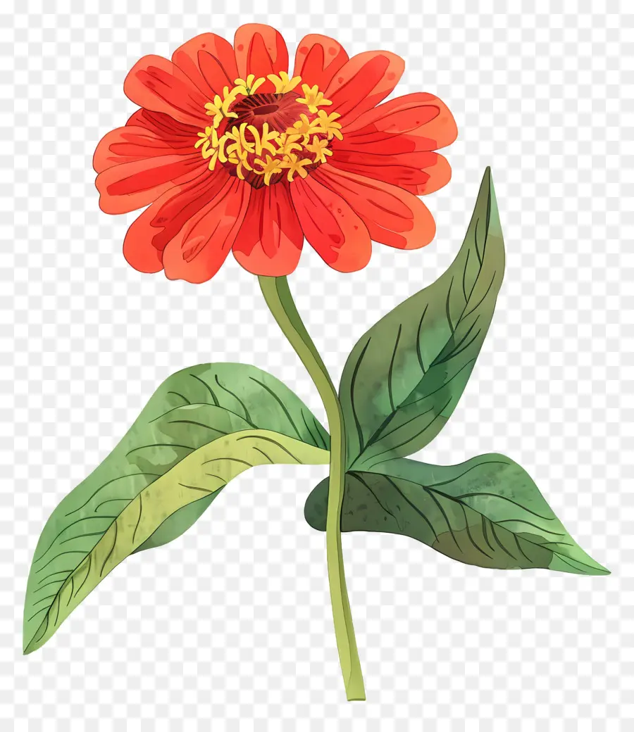 Zinnia，ดอกไม้สีส้ม PNG