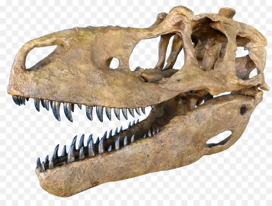 โครงกระดูกไดโนเสาร์，Tyrannosaurus Rex PNG