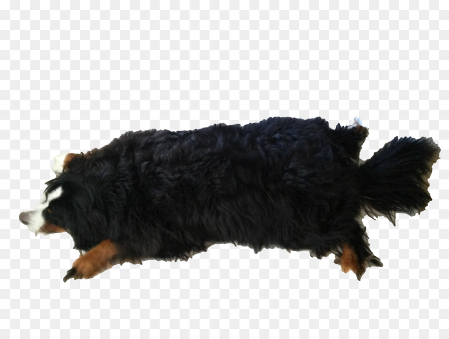 Bernese ภูเขาลูกหมา，สุนัขพันธุ์ PNG