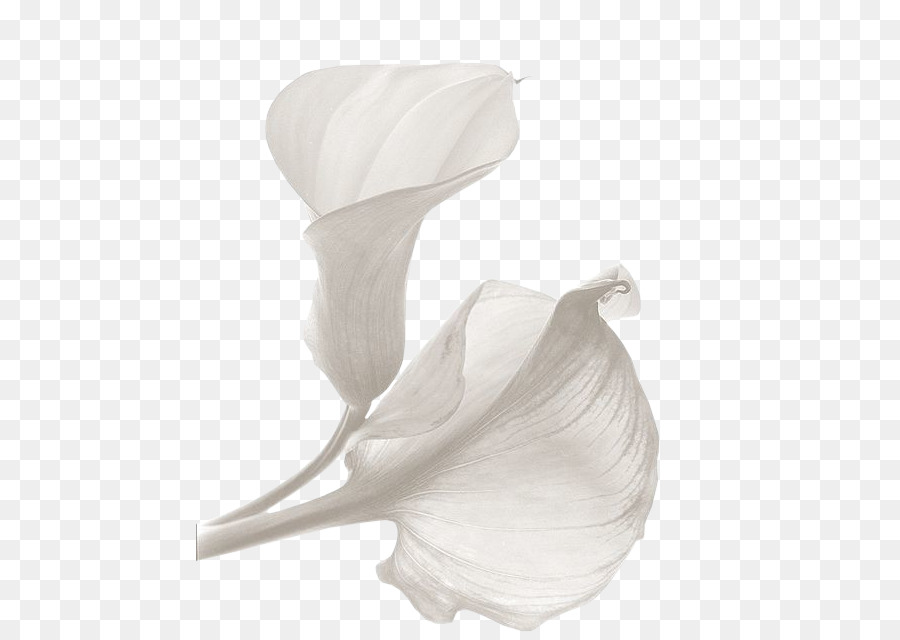 Calla Lily，ดอกไม้ PNG