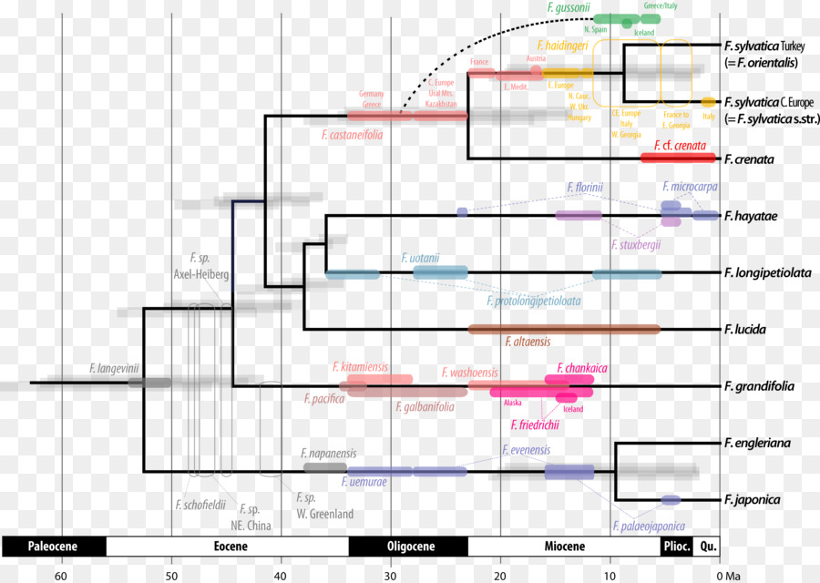 สายวิวัฒนาการ，ฟอสซิล PNG