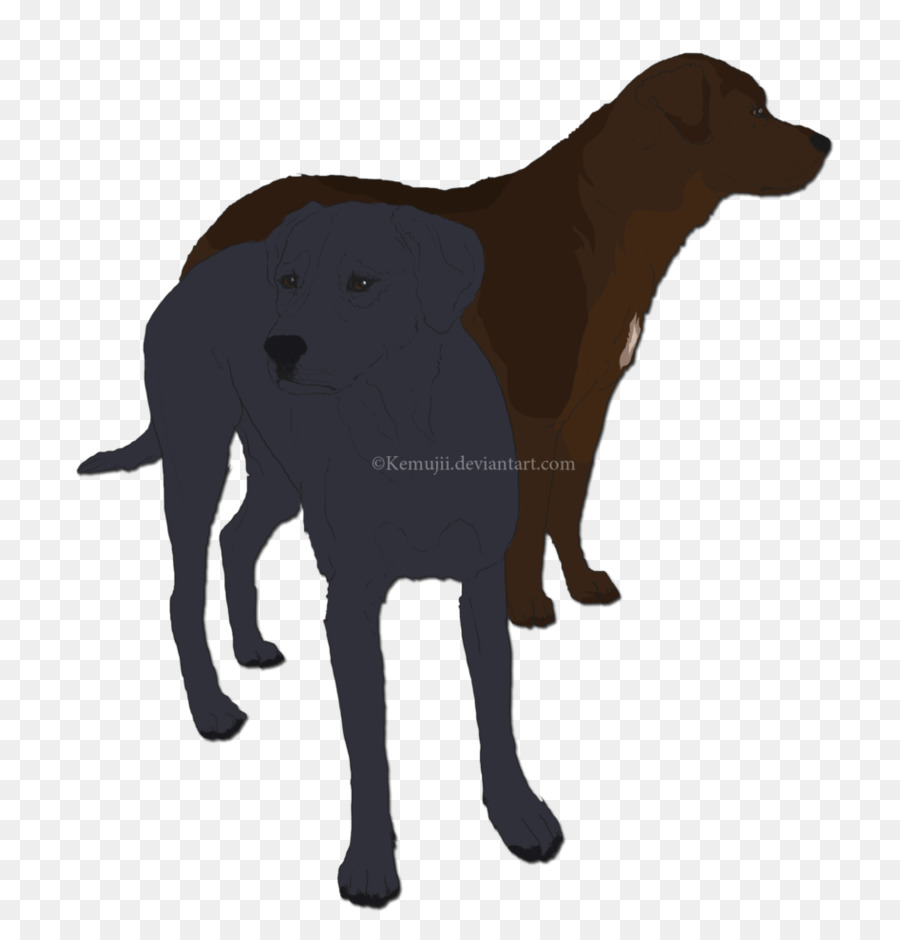 มือนลาบราดอร์ Retriever，Flatcoated PNG