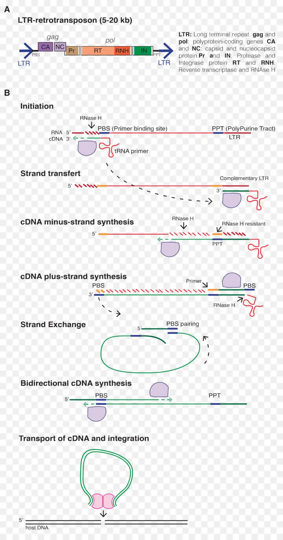 ไดอะแกรม Retrotransposon，Retrotransposon PNG