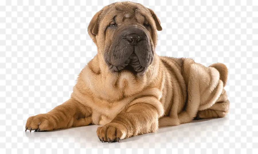 Shar Pei Puppy，สุนัข PNG