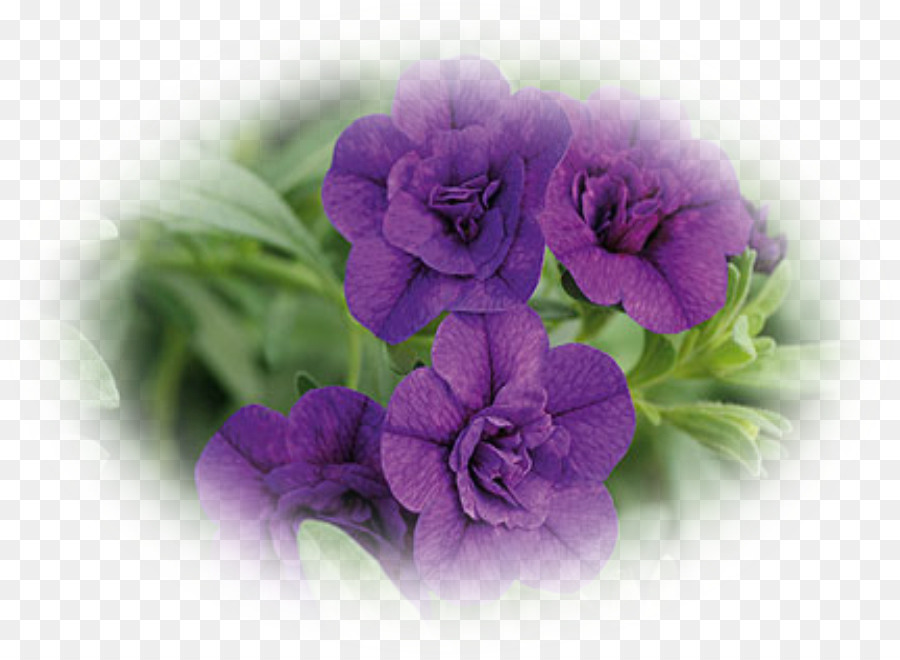 Petunia สีม่วง，ผลิบาน PNG