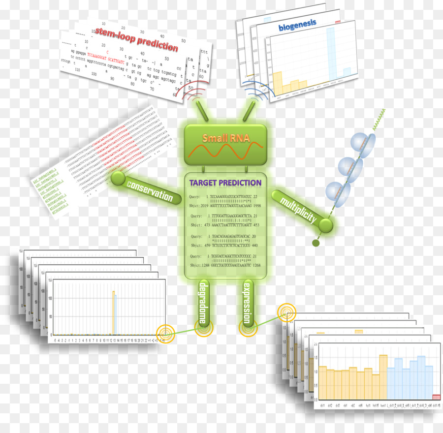 Noncoding อาร์เอ็นเอ，Microrna PNG