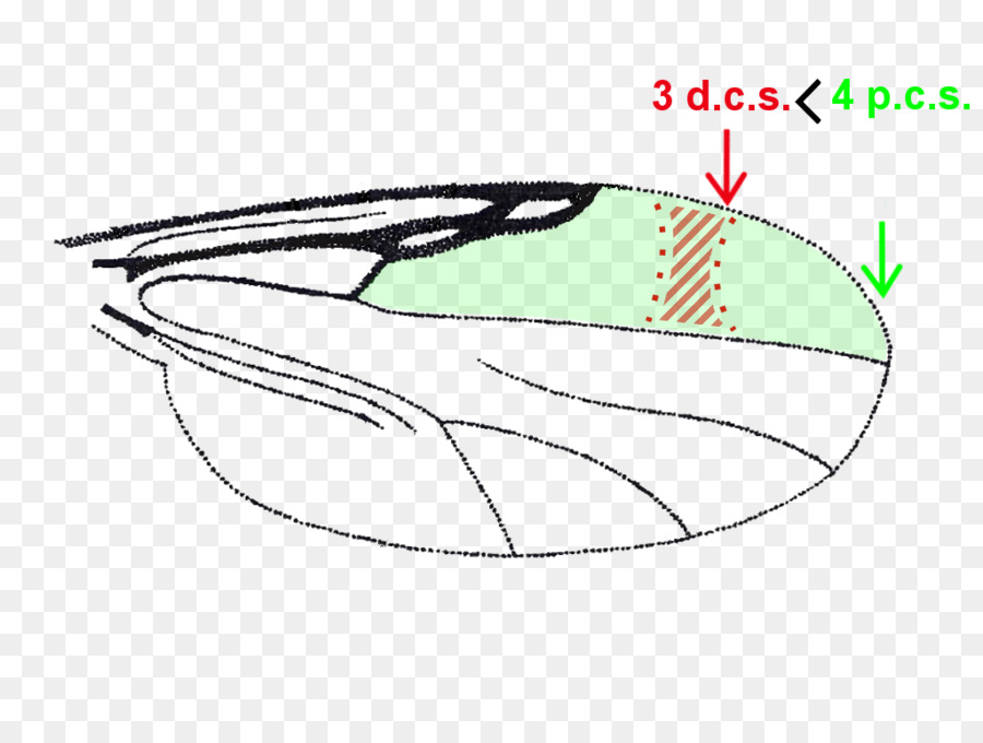 Automotive ออกแบบ，ตูน PNG