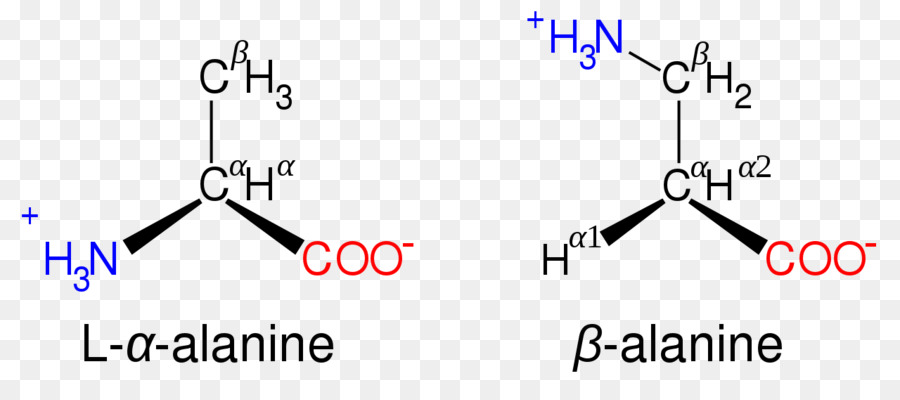 มุ，Proteinogenic มุ PNG