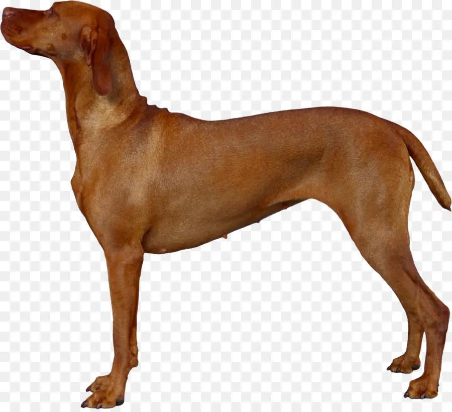 Dachshund，สัตว์เลี้ยง PNG