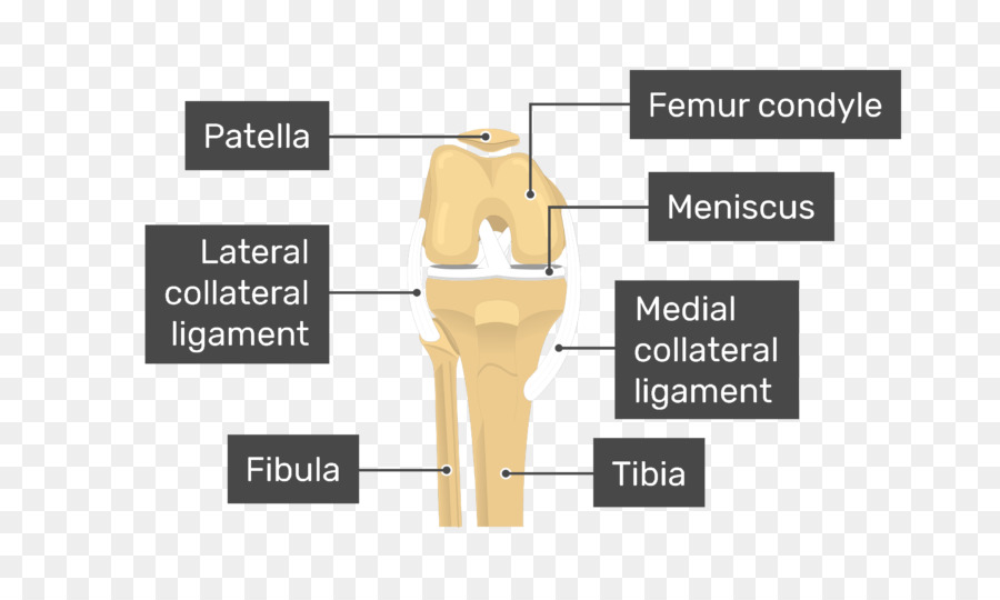 ข้อต่อเข่า，กระดูก PNG