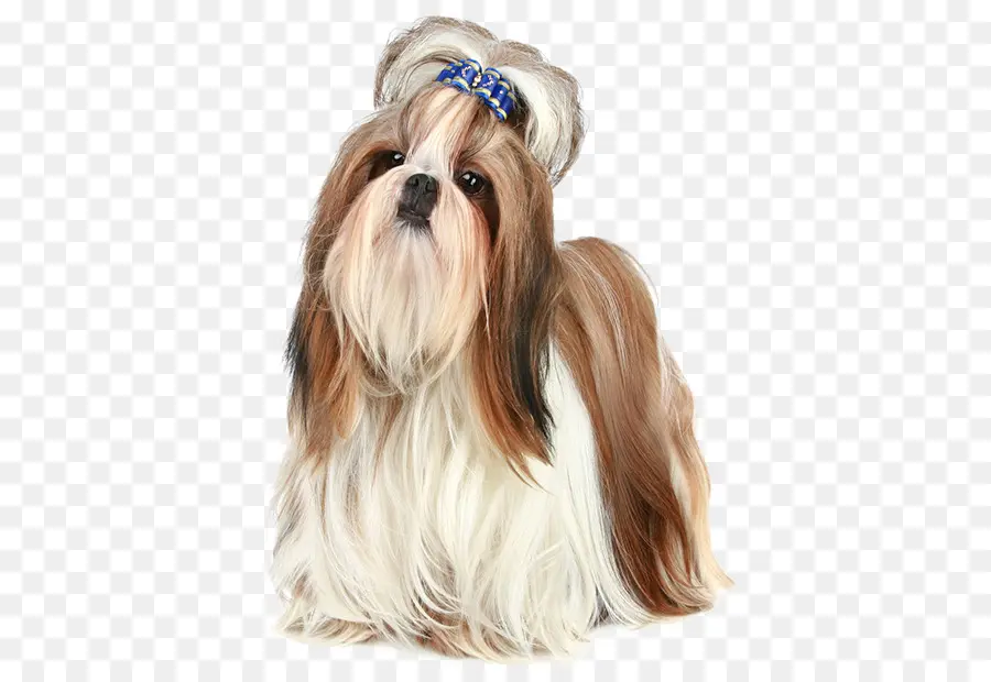 Shih Tzu Dog，สัตว์เลี้ยง PNG