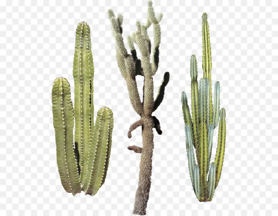 สามเหลี่ยม Cactus，แค คตัส PNG