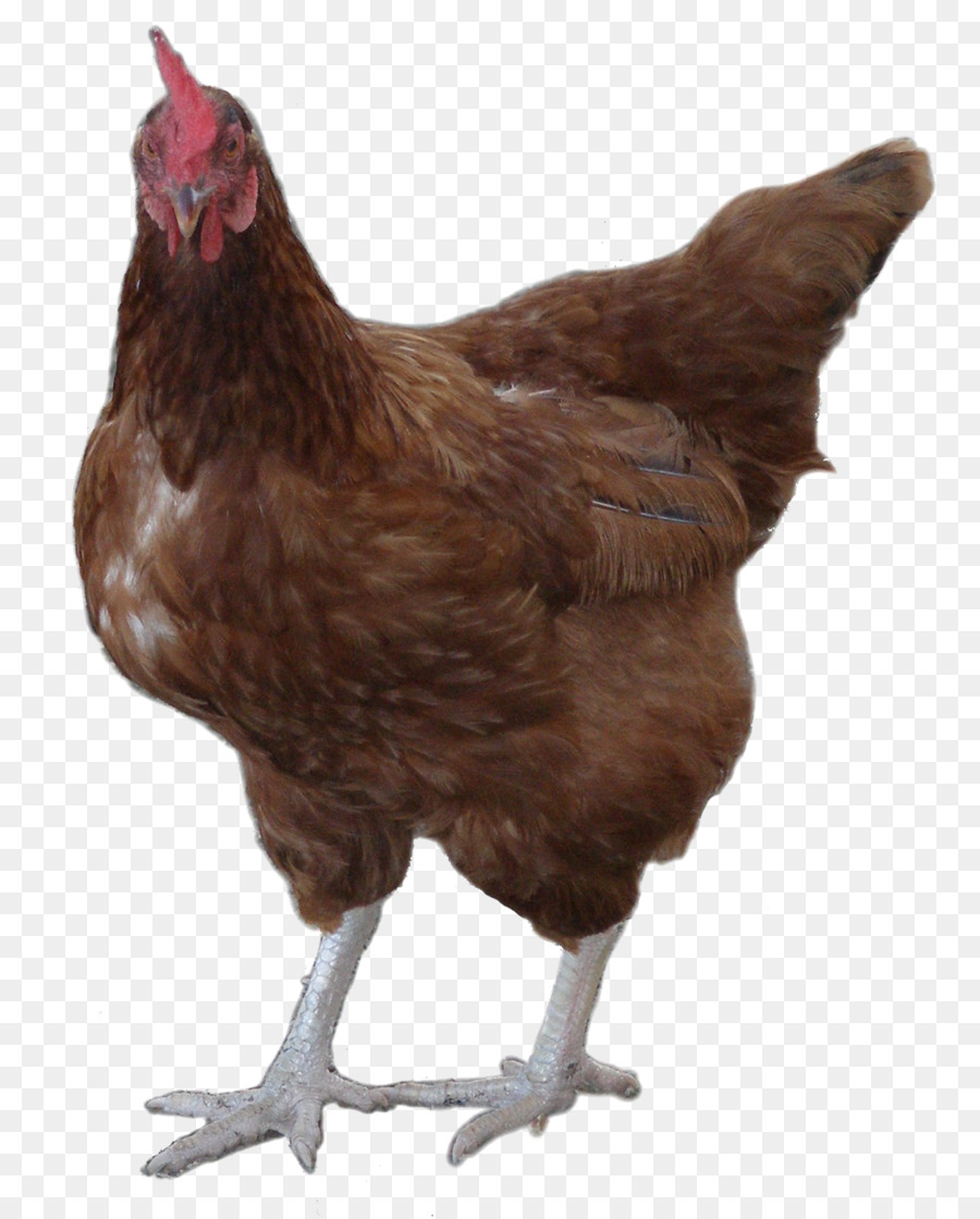 ไก่สีน้ำตาล，ไก่ PNG