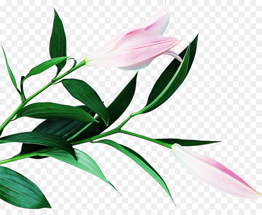 ดอกไม้，Heliconia PNG