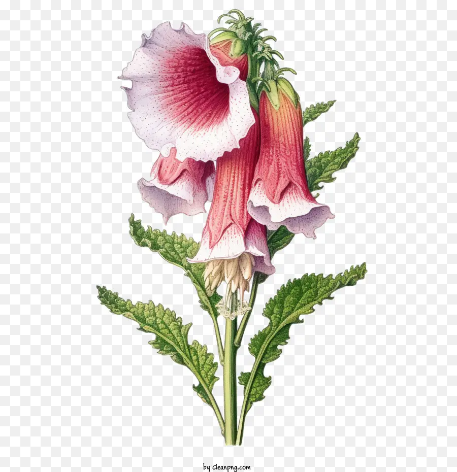 ดอกไม้ Foxglove，ดอกไม้สีชมพู PNG