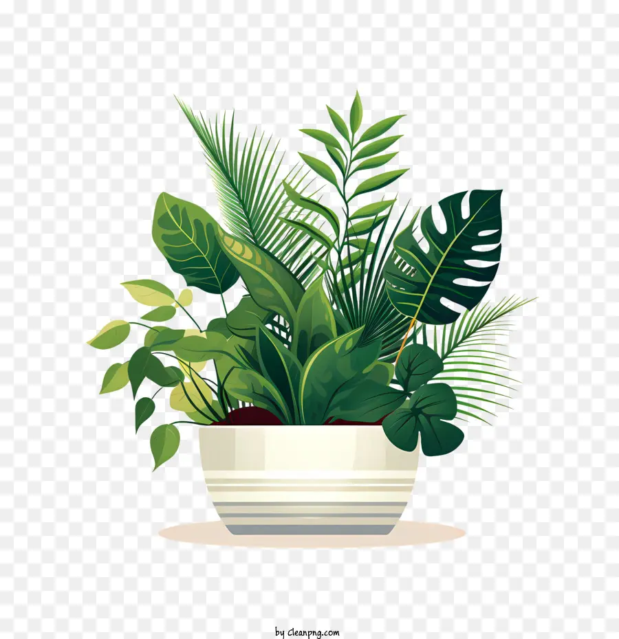 วันชื่นชม Houseplant，พืชสีเขียว PNG