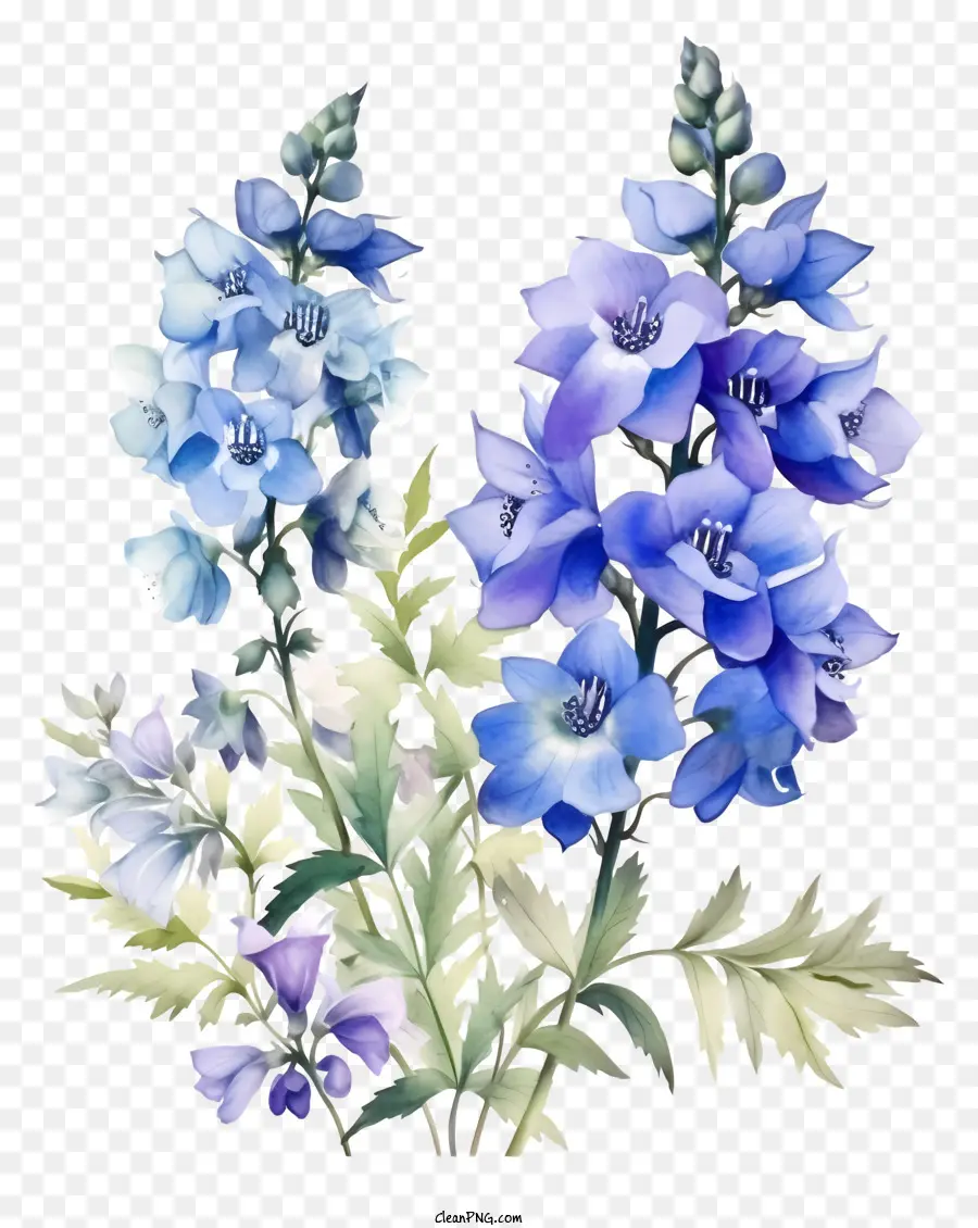 ศิลปะดอกไม้ Delphinium，ดอกไม้สีฟ้าและสีม่วง PNG