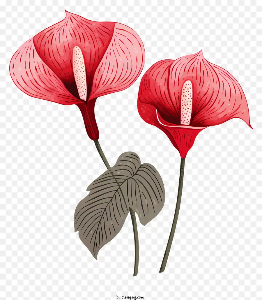 ดอกไม้ใน Anthurium，ดอกไม้ PNG