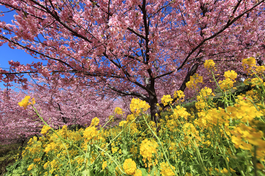 Sakura and Wild turnip / Sakura and Bras by TANAKA Juuyoh (田中十洋), on Flickr