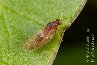 Psyllidae