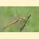 Sympetrum vulgatum