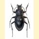 Carabus glabratus