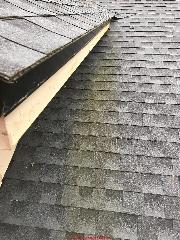 Green algae stains on a two-year-old GAF roof asphalt shingle (C) InspectApedia.com Vertner