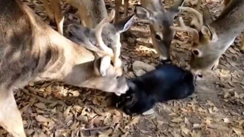 Venados miman a un gato - Captura de video