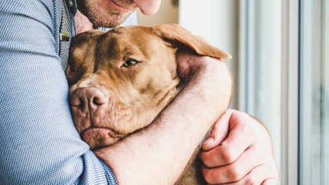 Los perros tienen respuestas hormonales y conductuales a la ausencia o presencia de su dueño, asegura Erin Hecht - Foto Canva