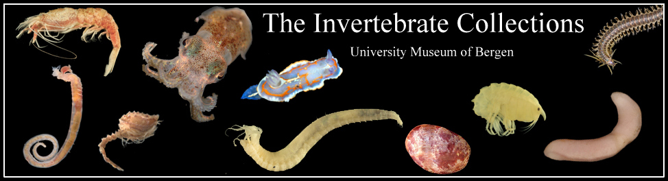 The Invertebrate Collections