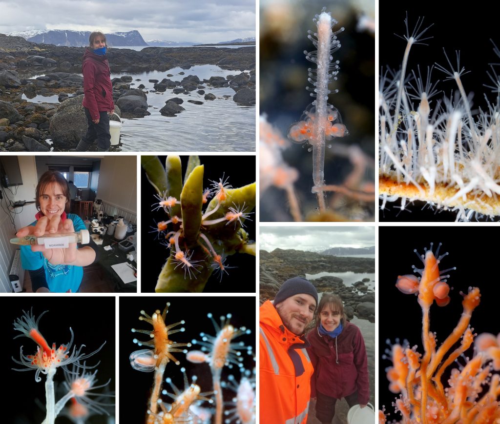 Collage of microsope images of hydrids (looks like sticky flowers), happy people in lab and out in the field