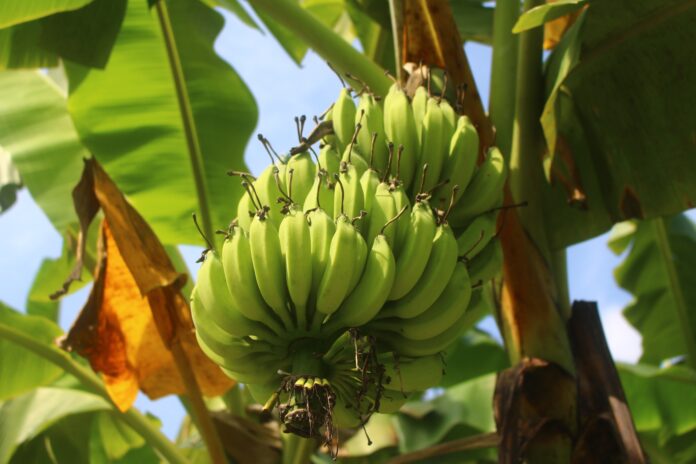 Bananas on a banana plant