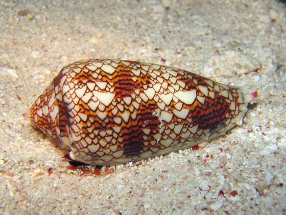 A Textile cone snail