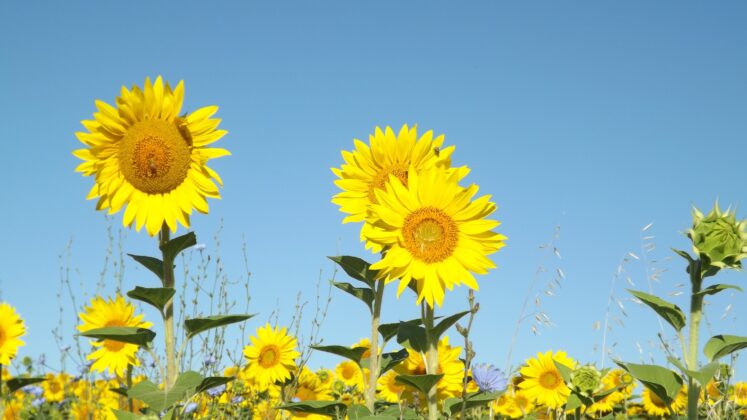 Sunflowers