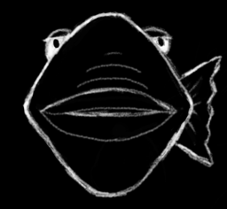 Picture of a fish looking intently at you