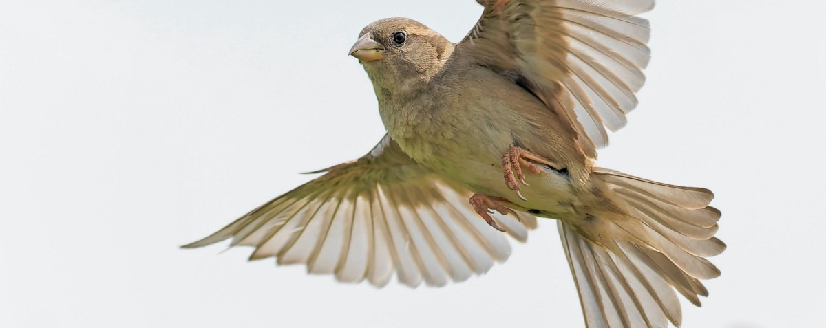Hero image for Finch GraphQL - a chatty bird.