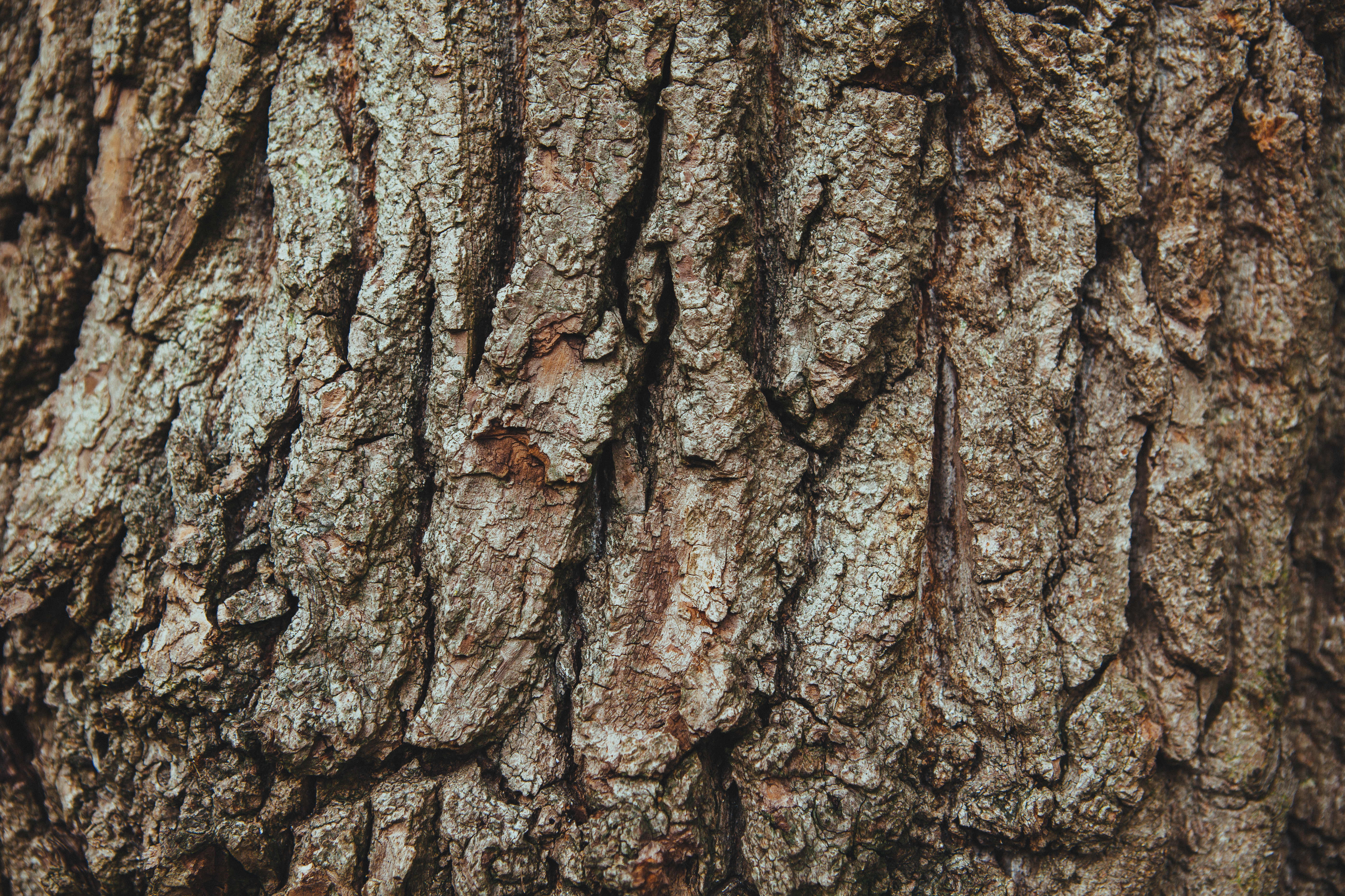 Bark texture photo