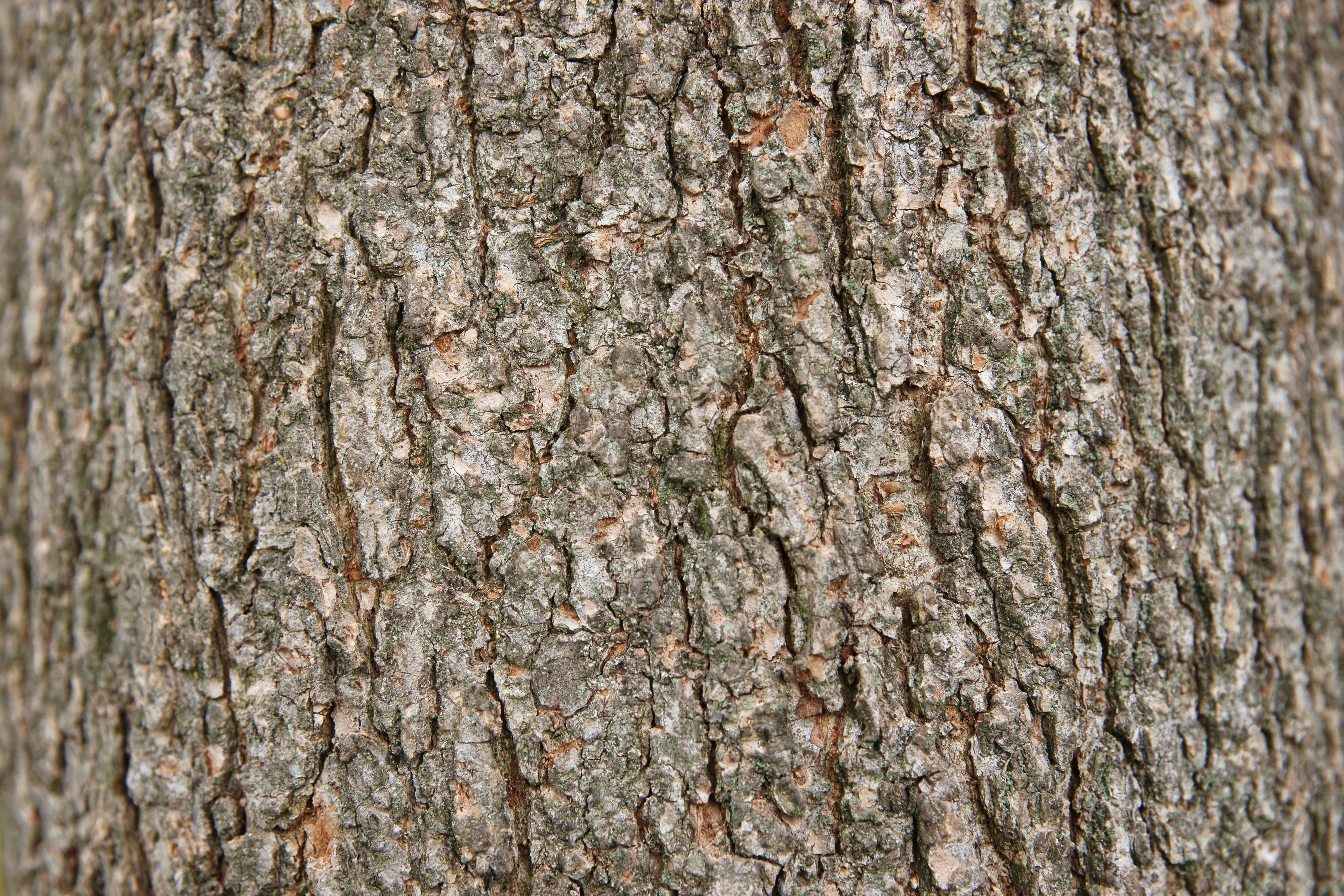 Bark texture photo