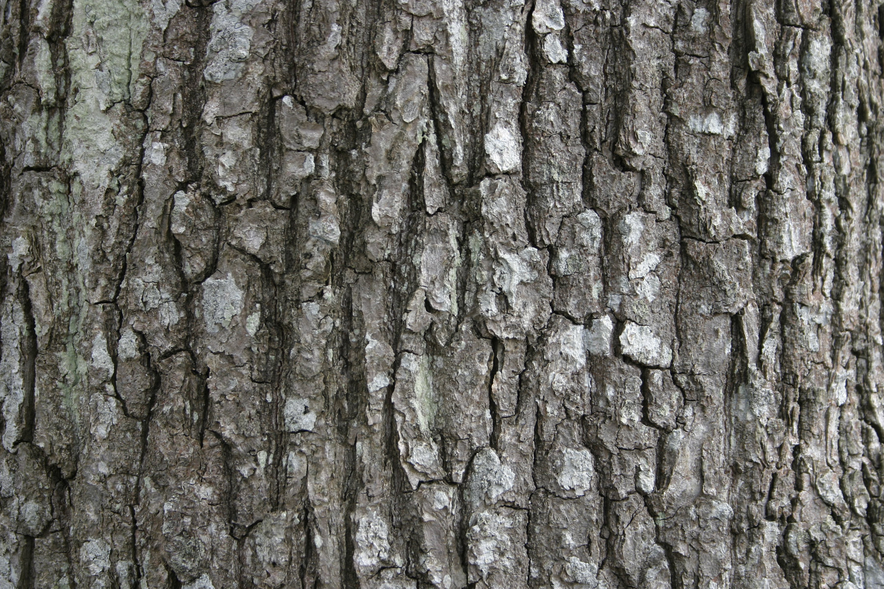 Bark texture photo