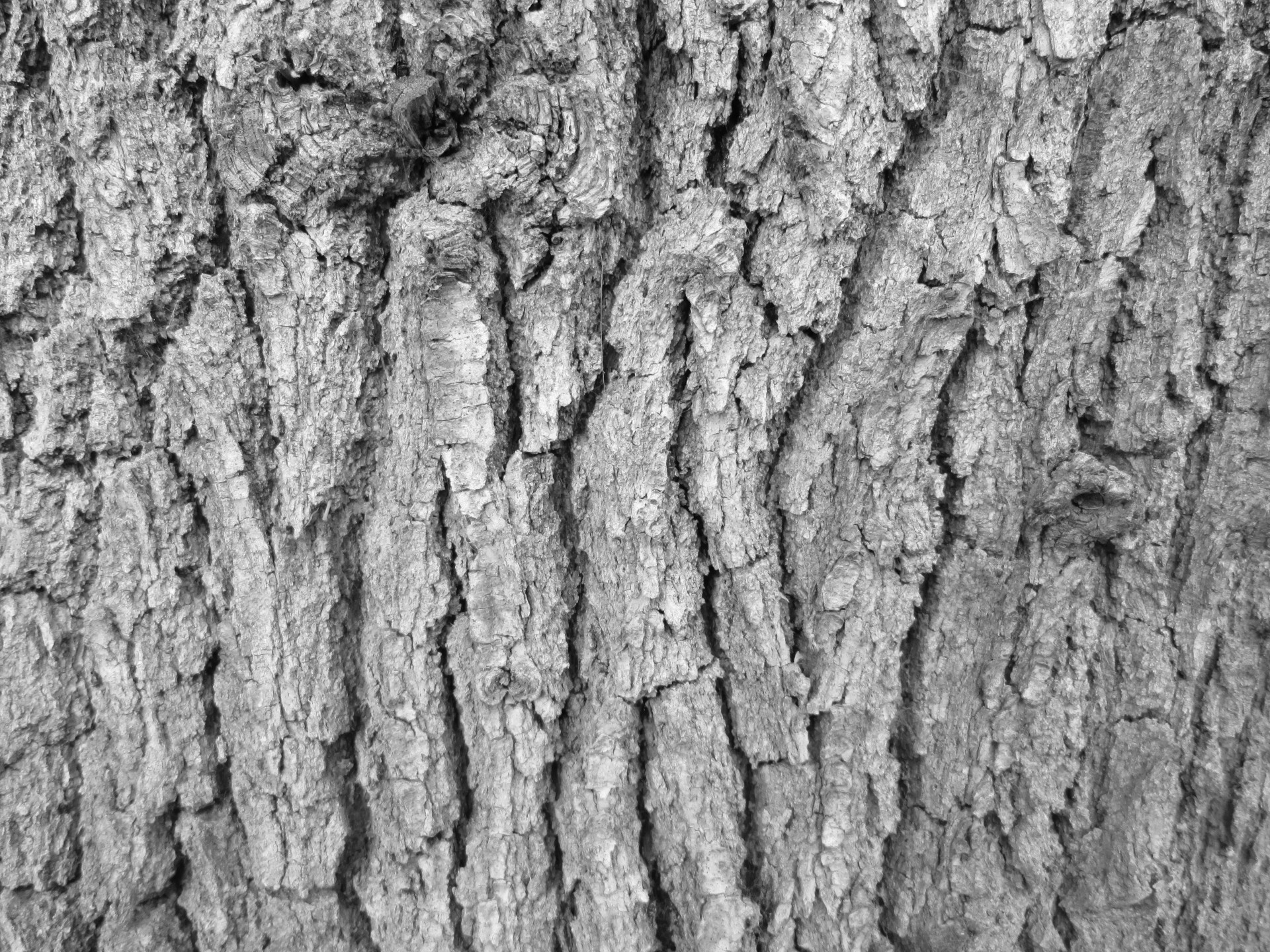 Bark texture photo