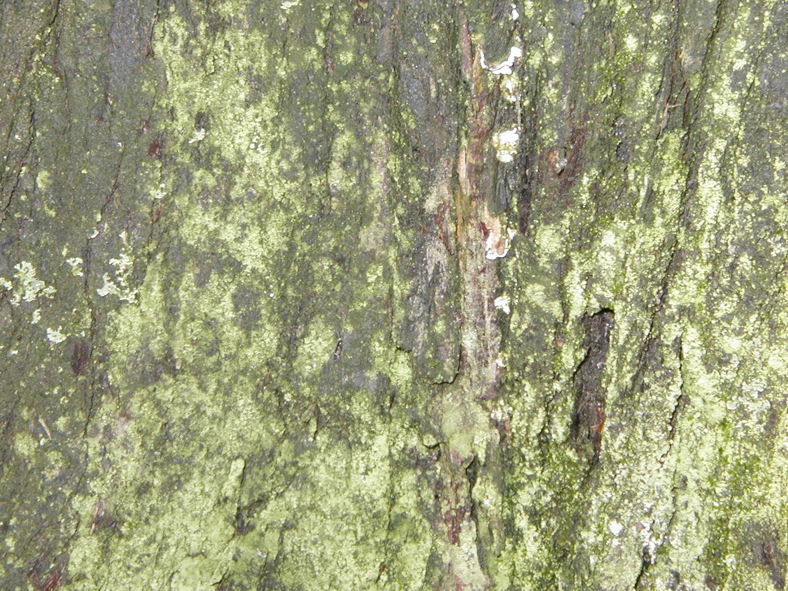 Bark texture photo