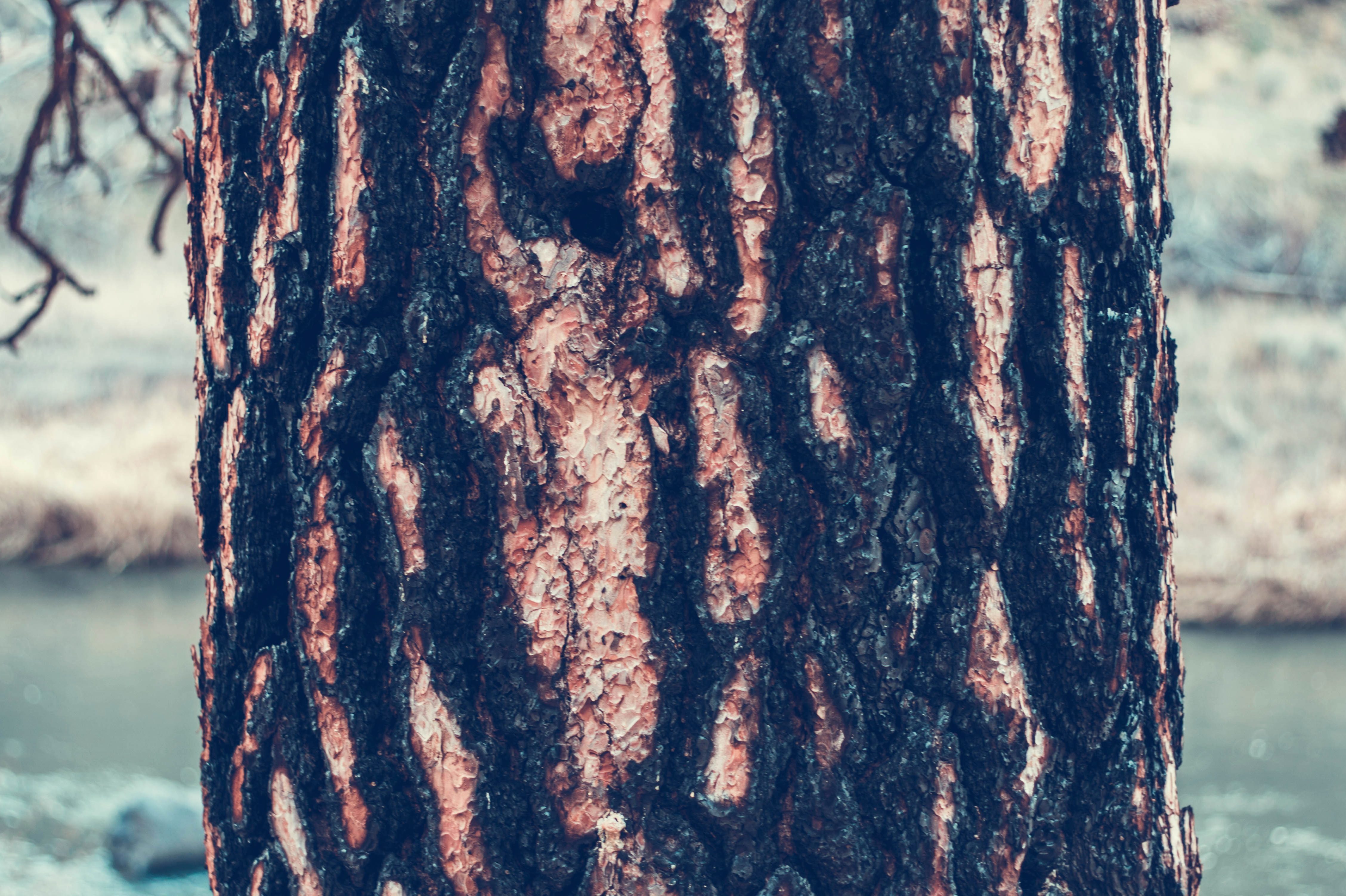 Free picture: tree bark, cortex, nature, wood, bark, texture